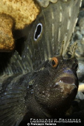Blenny. Blennius ocellaris by Francesco Pacienza 